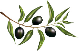 Momeni Olivenzweig